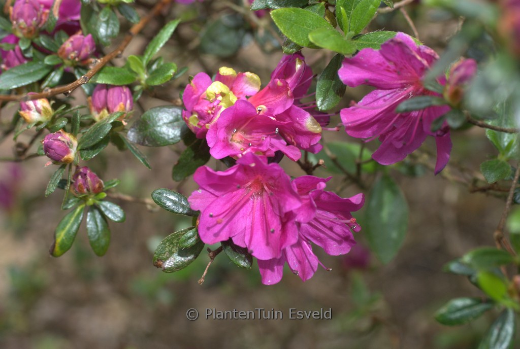 Rhododendron ‘Hiroko’ (GEISHA PURPURROSA) (Az
