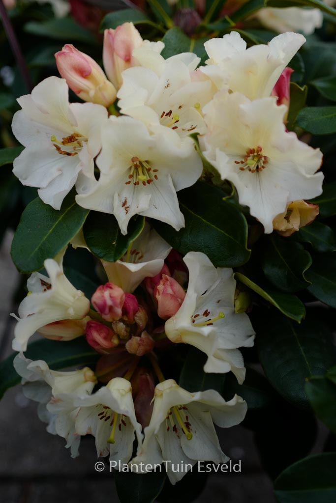 Rhododendron ‘Horizon Monarch’