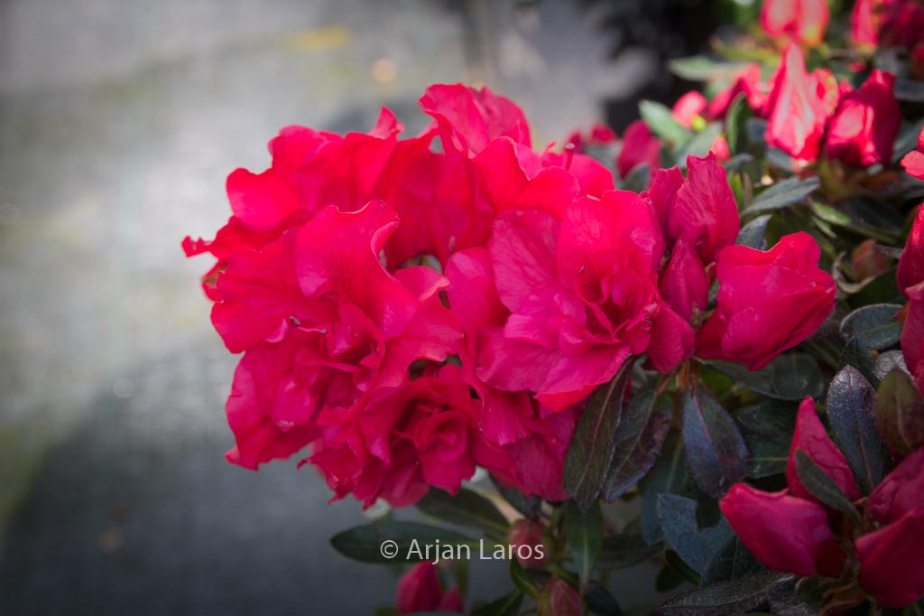 Rhododendron ‘Hortinno01’ (EVERGREEN RED)