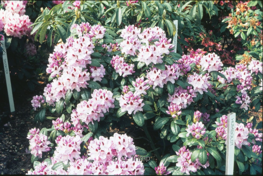 Rhododendron ‘Humboldt’