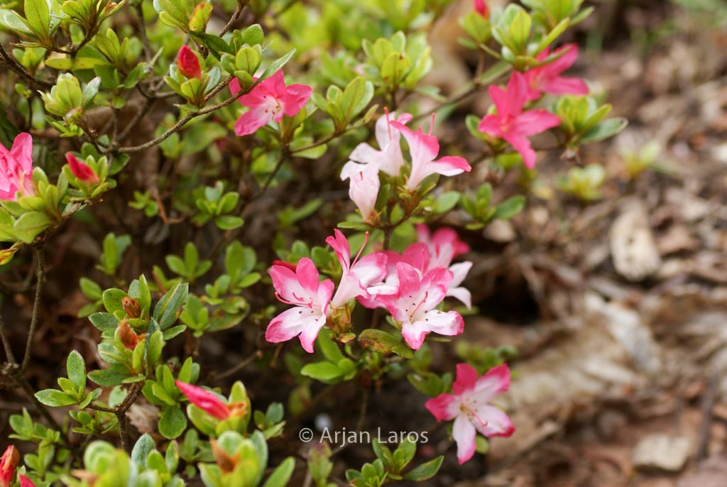 Rhododendron ‘Izumi no mai’ (Azalea)