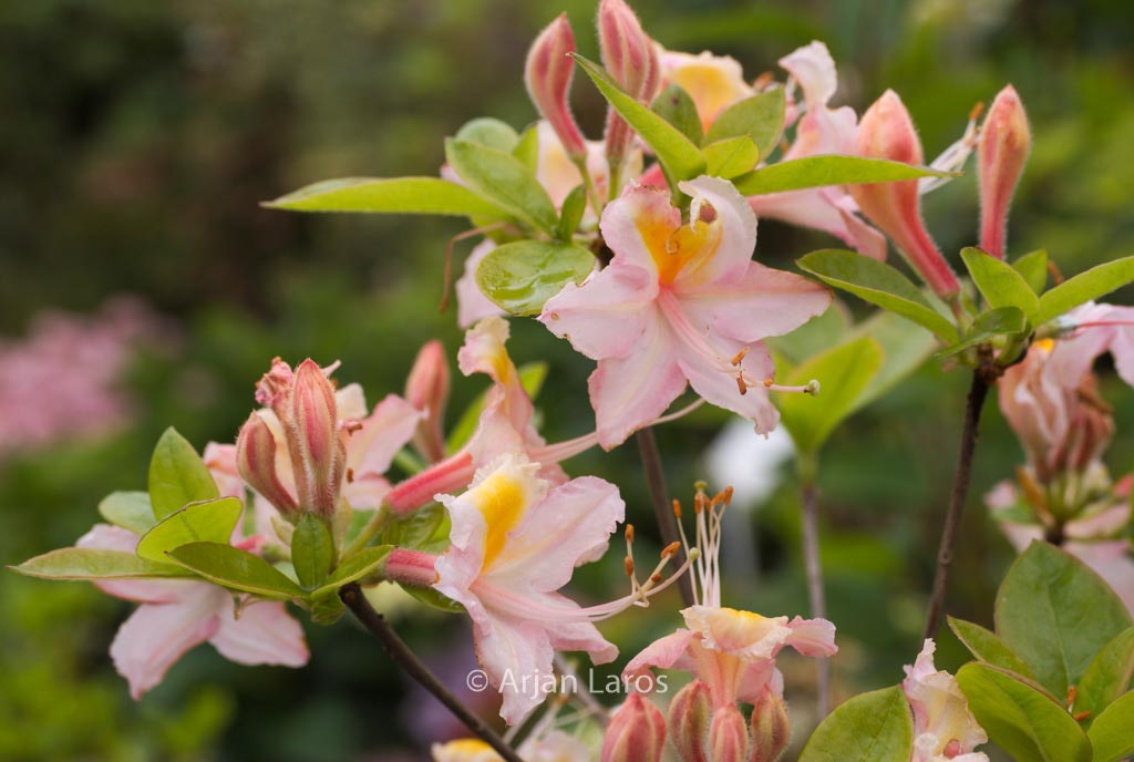 Rhododendron ‘Jenny Lind’ (Azalea)