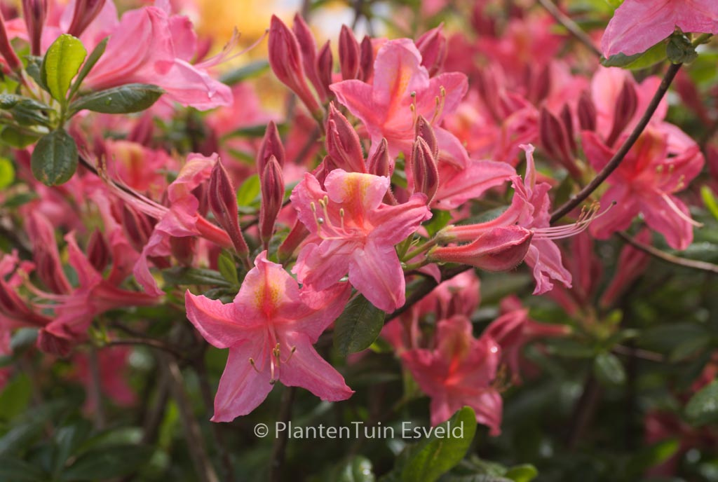 Rhododendron ‘Jolie Madame’ (Azalea)