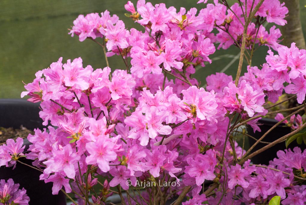 Rhododendron ‘Jura’ (Azalea)