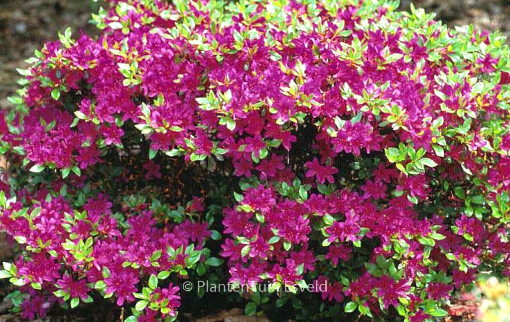 Rhododendron ‘Kanpai’ (Azalea)