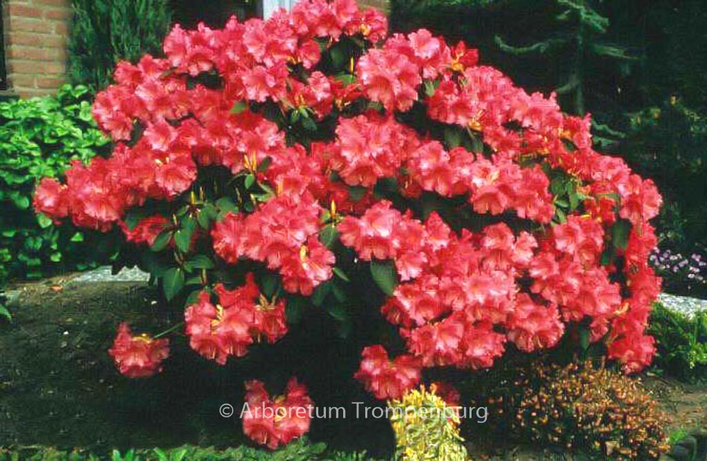 Rhododendron ‘Karin’