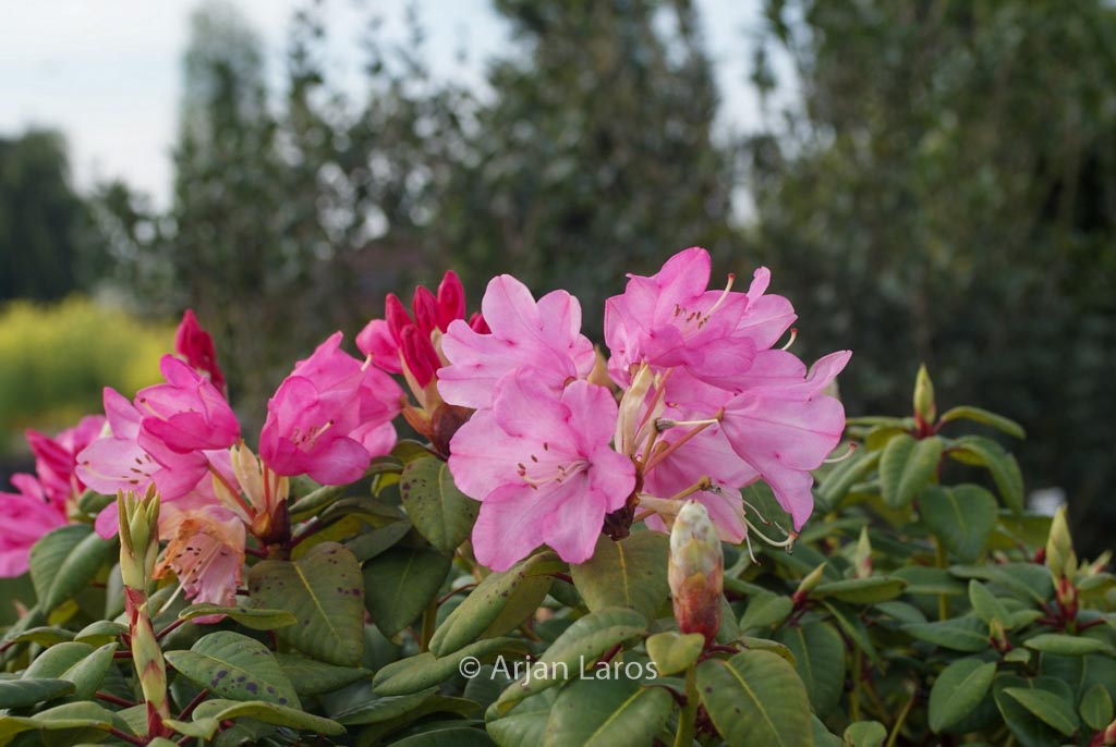 Rhododendron ‘Karl Foerster’