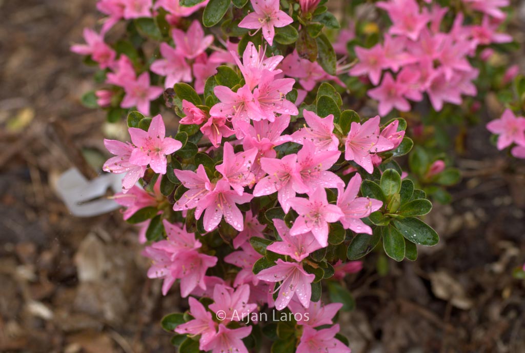 Rhododendron ‘Katsura-no-hana’ (Azalea)