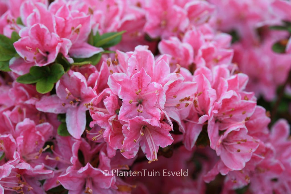 Rhododendron ‘Kermesina Rose’ (Azalea)