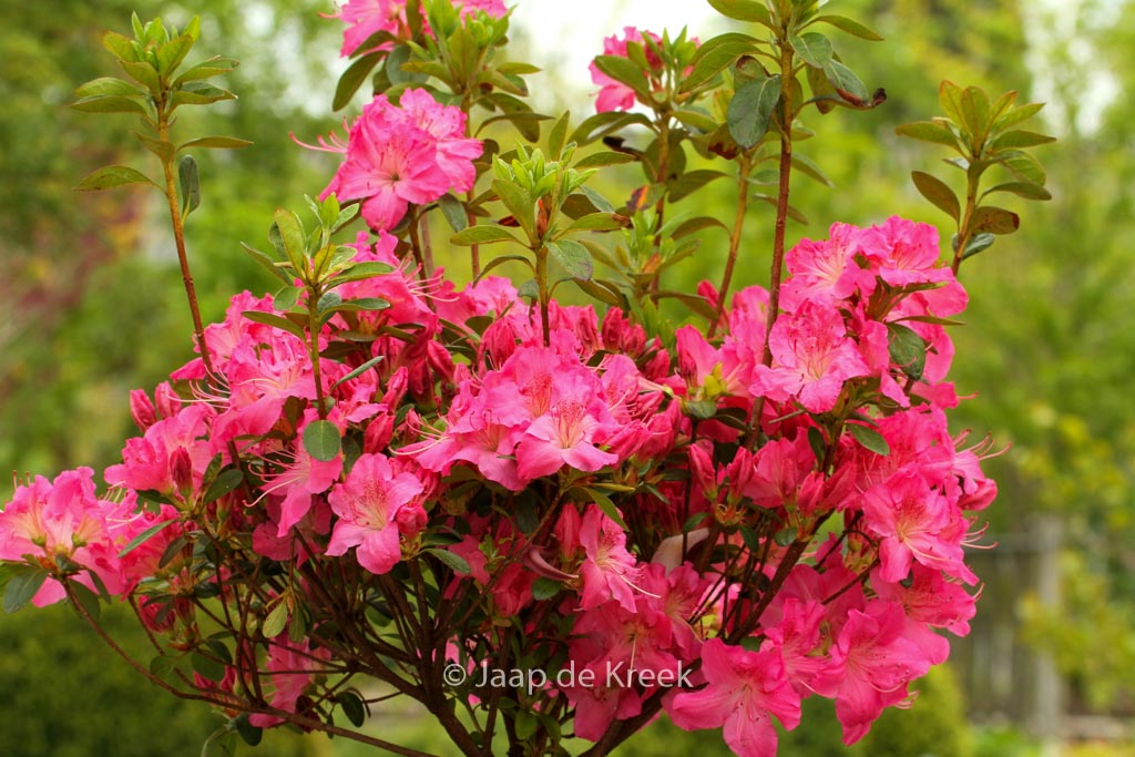 Rhododendron ‘Kirstin’ (Azalea)