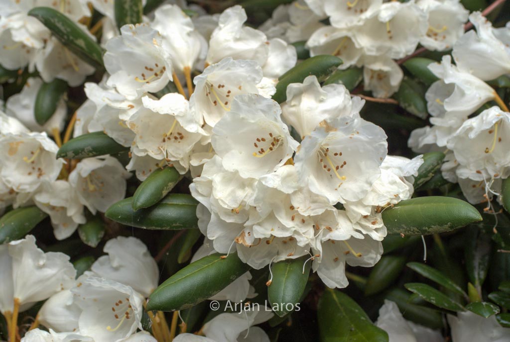 Rhododendron ‘Koichiro Wada’