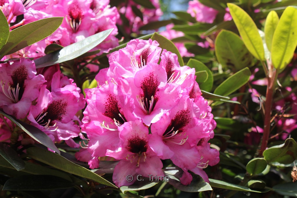 Rhododendron ‘Kokardia’