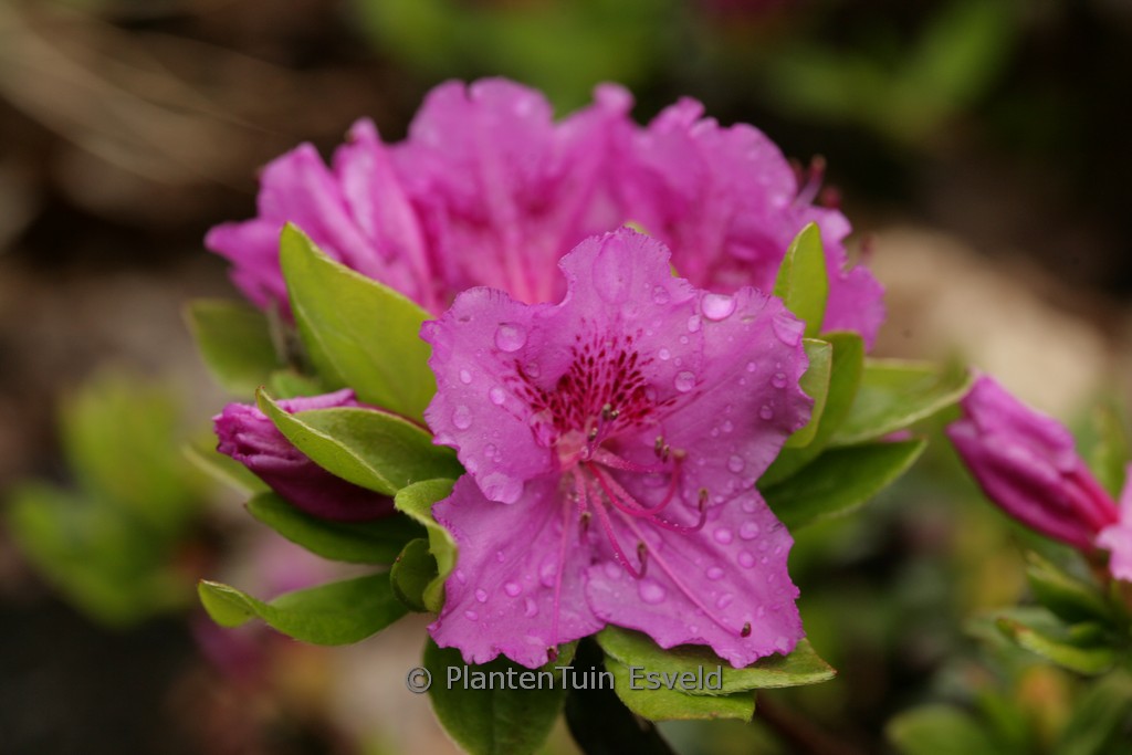 Rhododendron ‘Königstein’ (Azalea)