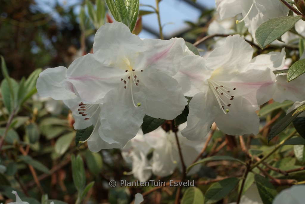 Rhododendron ‘Lady Alice Fitzwilliam’