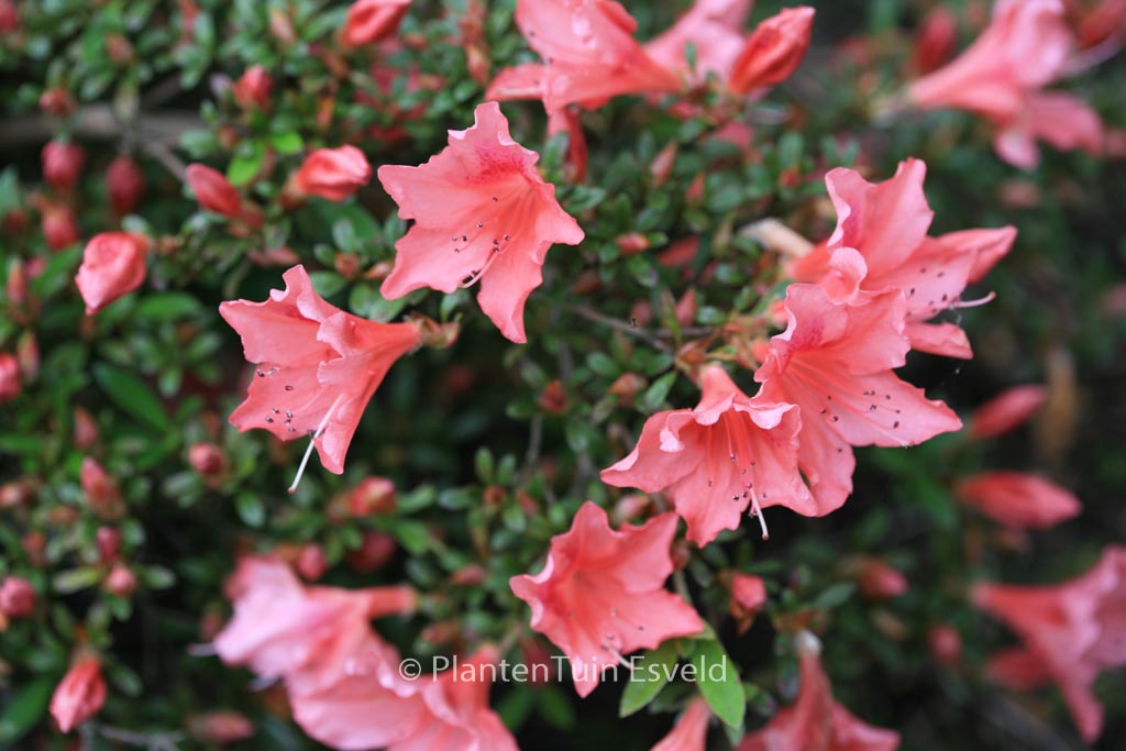 Rhododendron ‘Late Love’