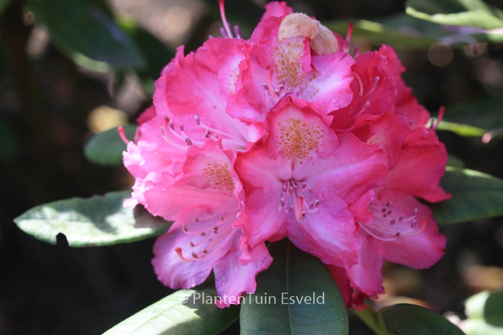 Rhododendron ‘Lausitz’