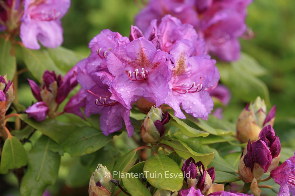 Rhododendron ‘Lee’s Dark Purple’