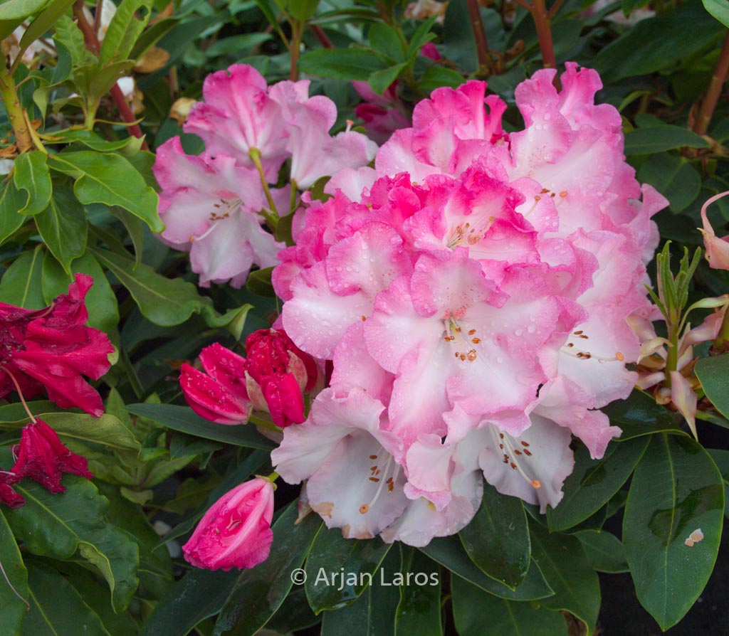 Rhododendron ‘Lem’s Monarch’