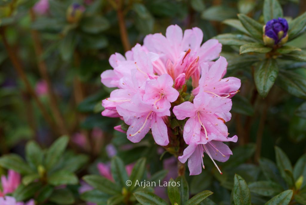 Rhododendron ‘Lilian Harvey’