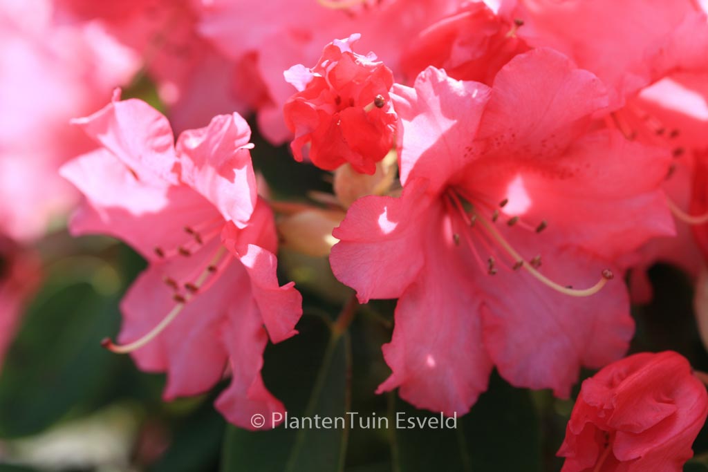 Rhododendron ‘Linda’