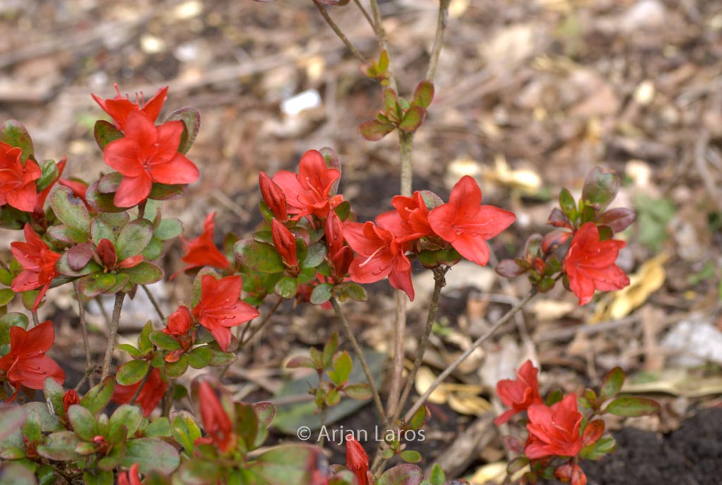 Rhododendron ‘Lola’ (Azalea)