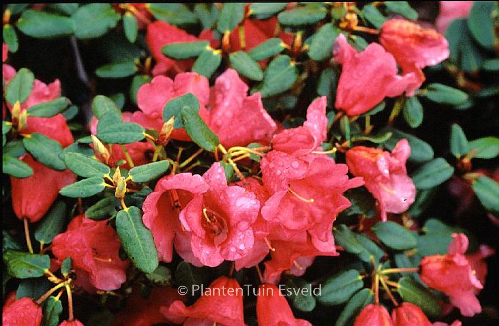 Rhododendron ‘Lovely William’