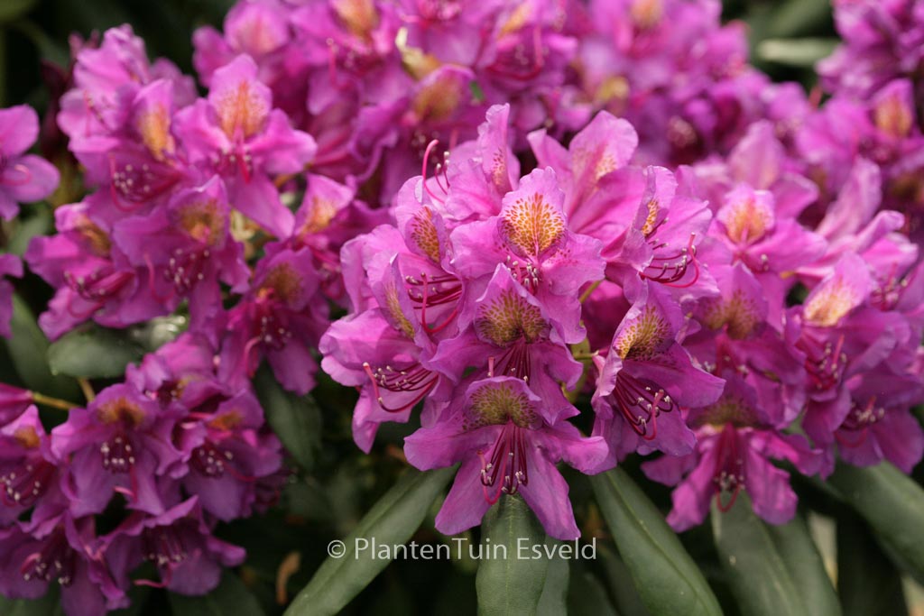 Rhododendron ‘Marcel Menard’