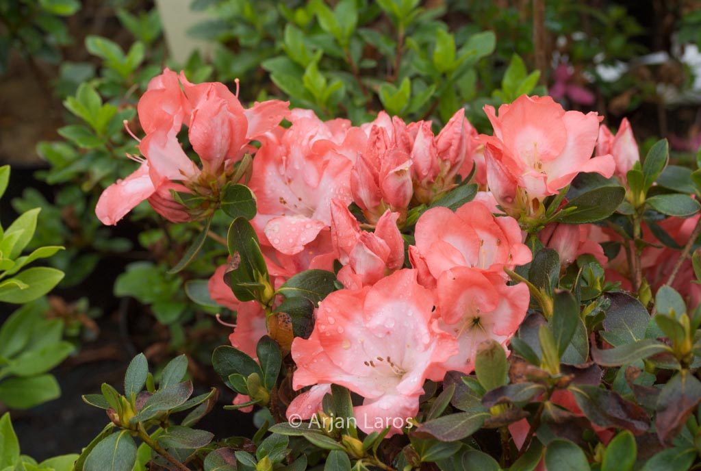 Rhododendron ‘Margaret Douglas’ (Azalea)