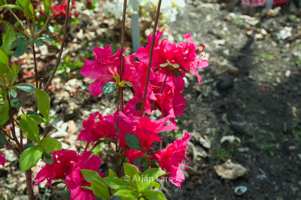 Rhododendron ‘Marie’ (Azalea)
