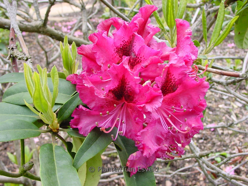 Rhododendron ‘Marie Forte’