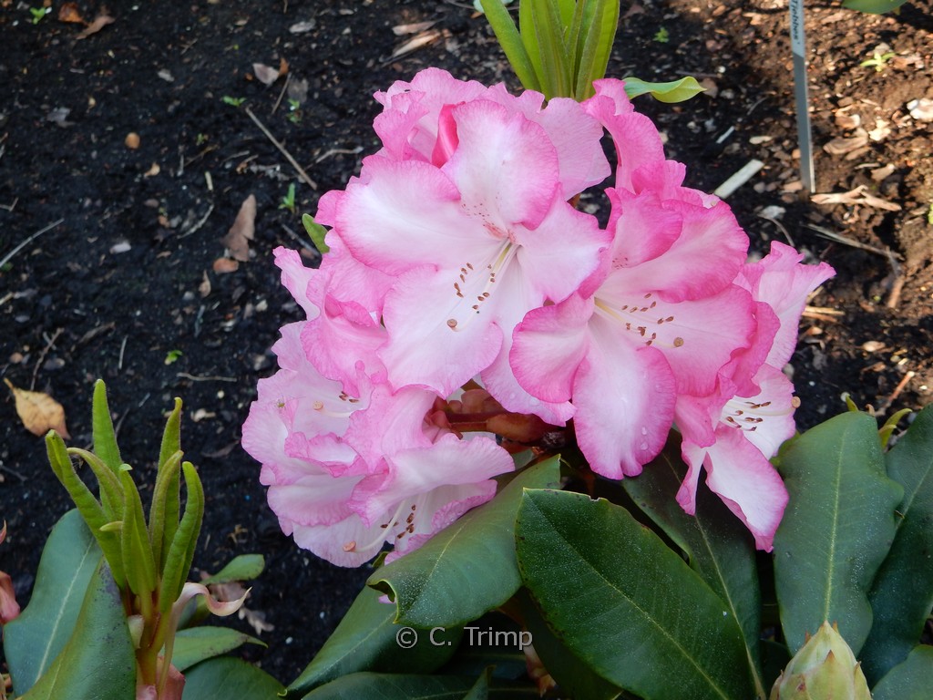 Rhododendron ‘Marinus Koster’