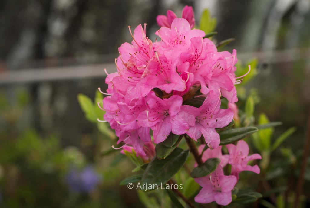 Rhododendron ‘Martine’