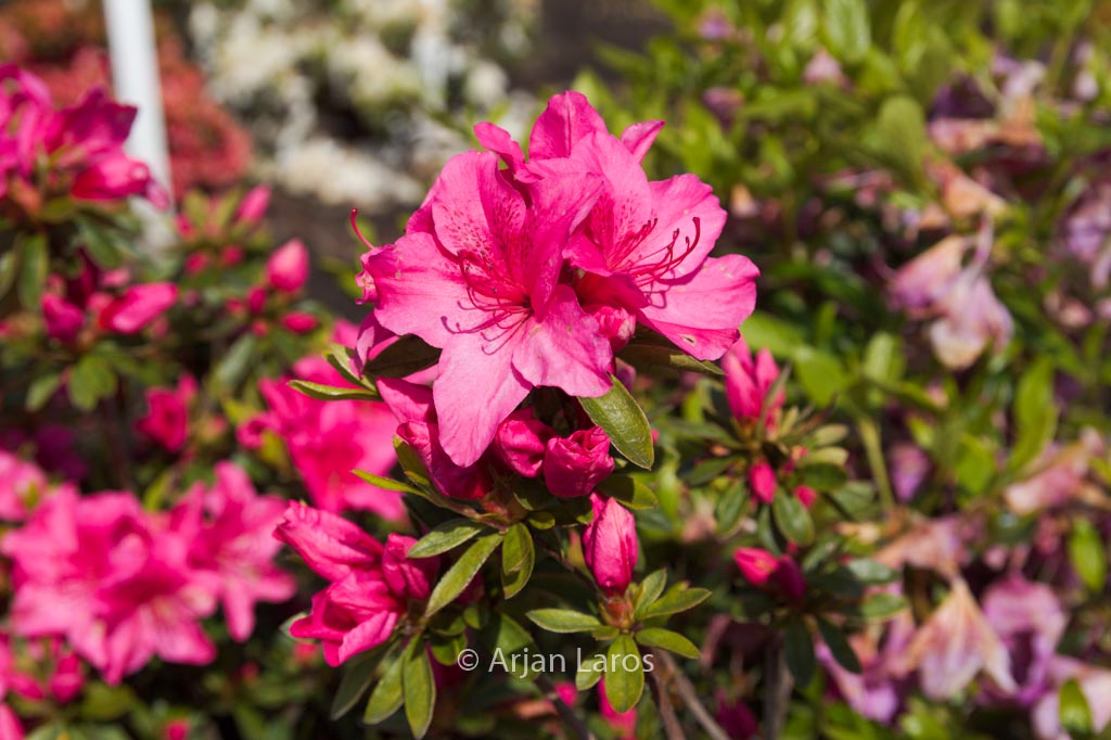 Rhododendron ‘Maxwellii’
