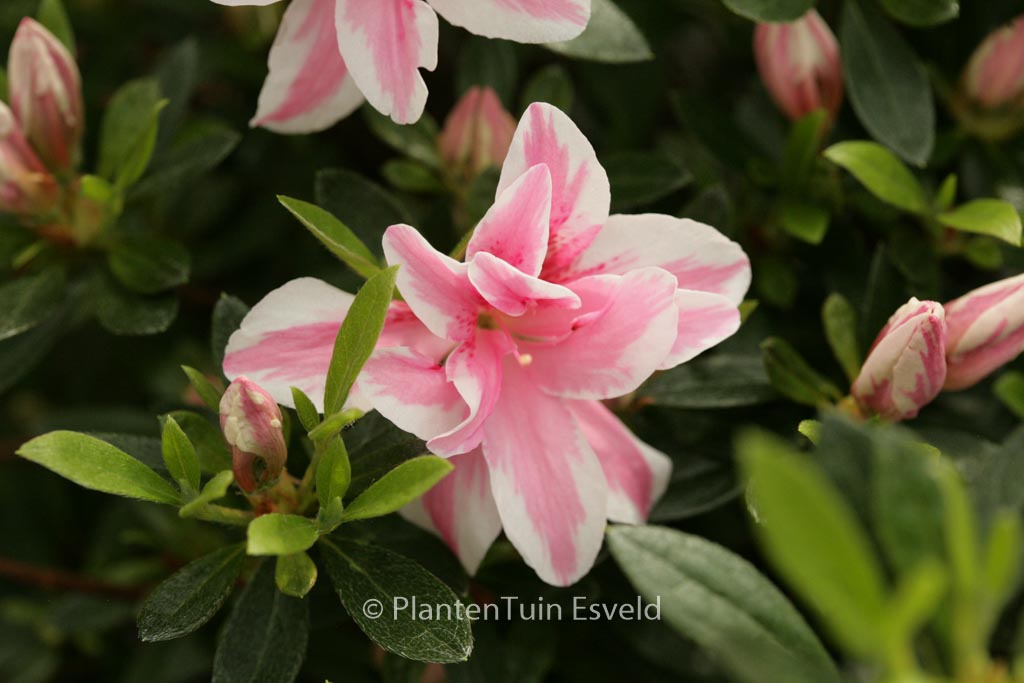 Rhododendron ‘Melle’