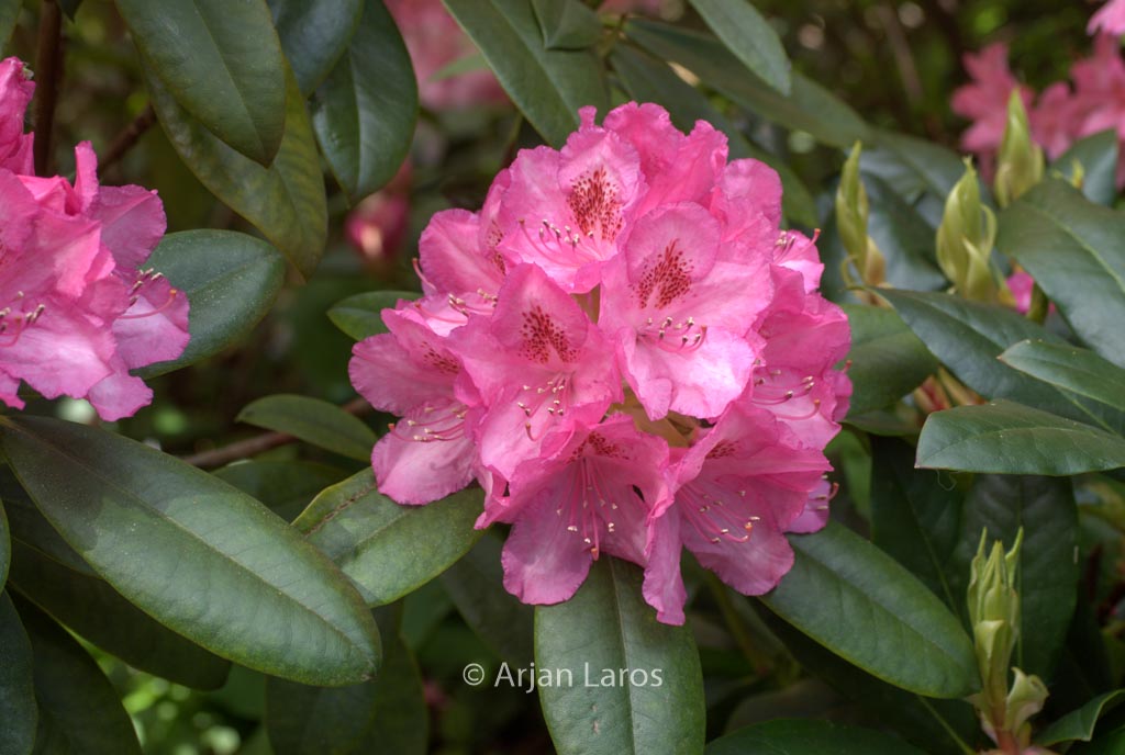 Rhododendron ‘Merveille de Boskoop’