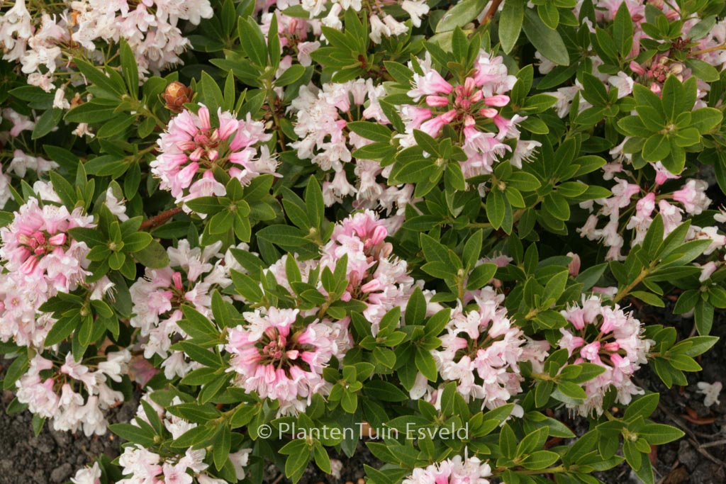 Rhododendron ‘Microhirs3’ (Nugget by Bloombux