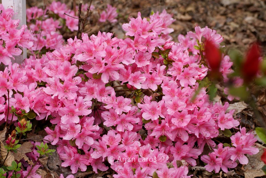 Rhododendron ‘Mie-no-umi’ (Azalea)