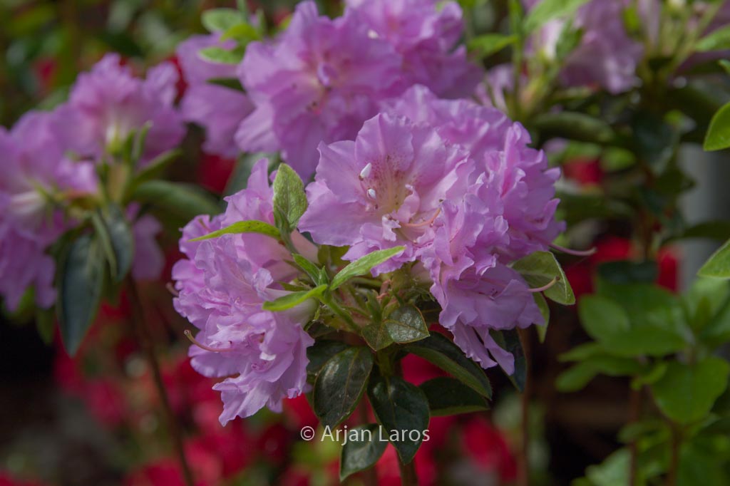 Rhododendron ‘Mme Boussaert’ (Azalea)