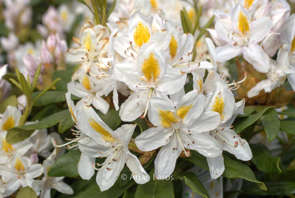 Rhododendron ‘Mme Masson’