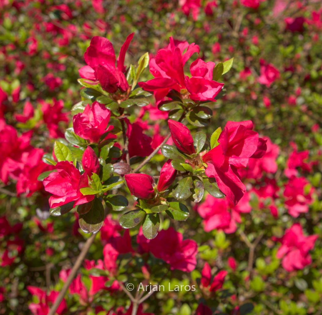 Rhododendron ‘Moederkensdag’ (Azalea)