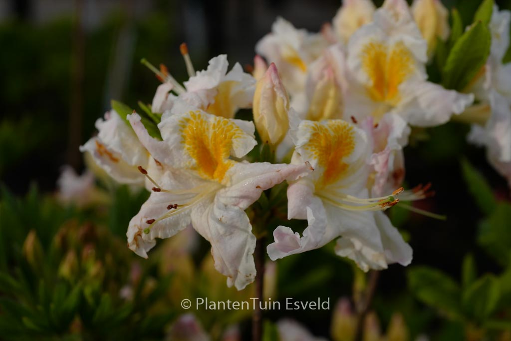 Rhododendron ‘Moeve’ (Azalea)
