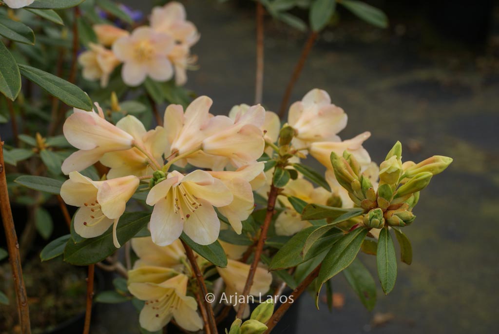 Rhododendron ‘Mondschein’