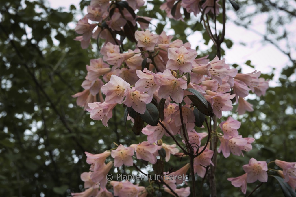 Rhododendron ‘Nizette’