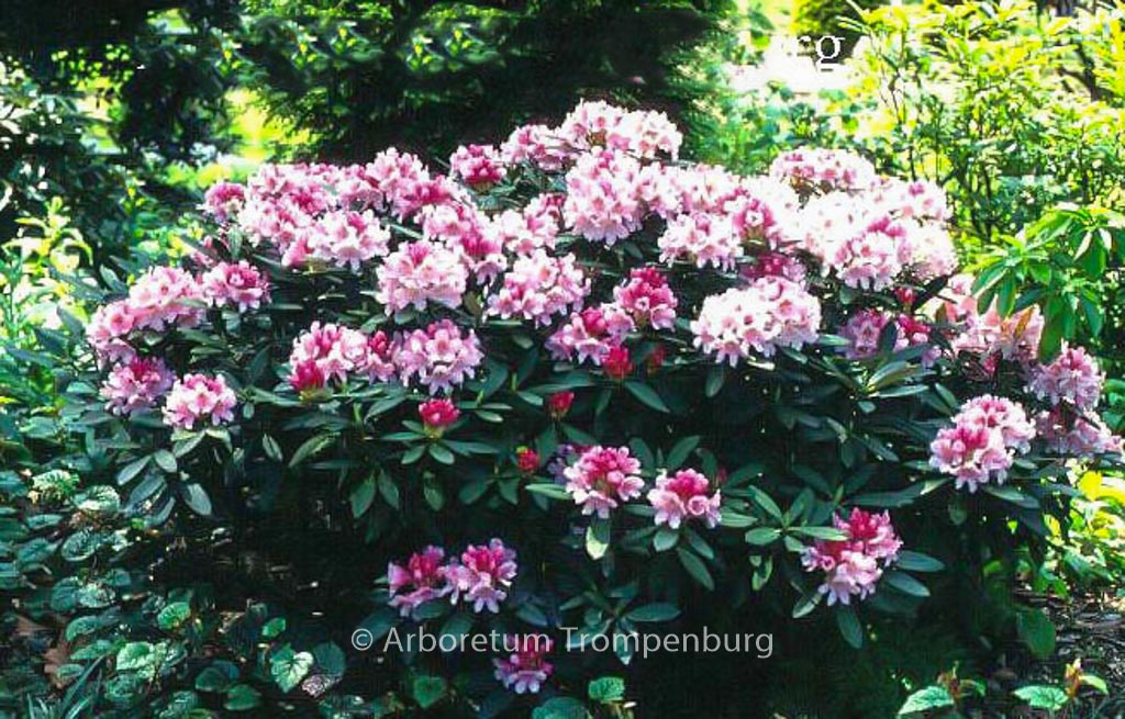 Rhododendron ‘Nofretete’