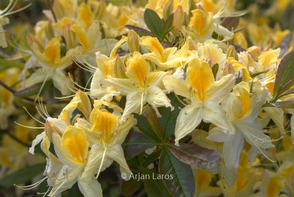 Rhododendron ‘Northern Highlights’ (Azalea)