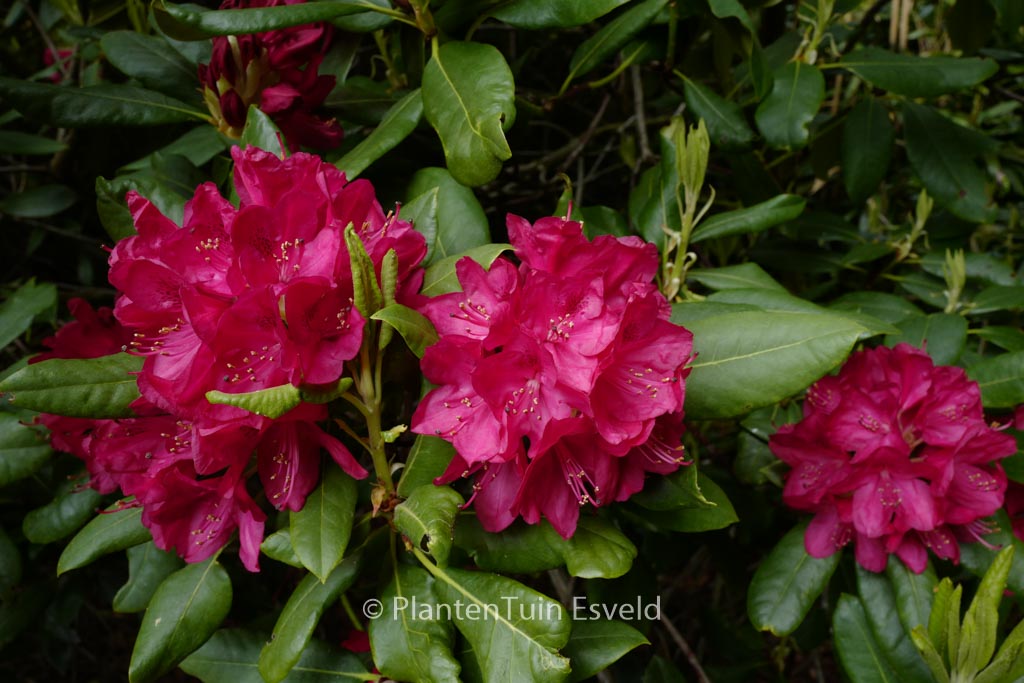 Rhododendron ‘Nova Zembla’
