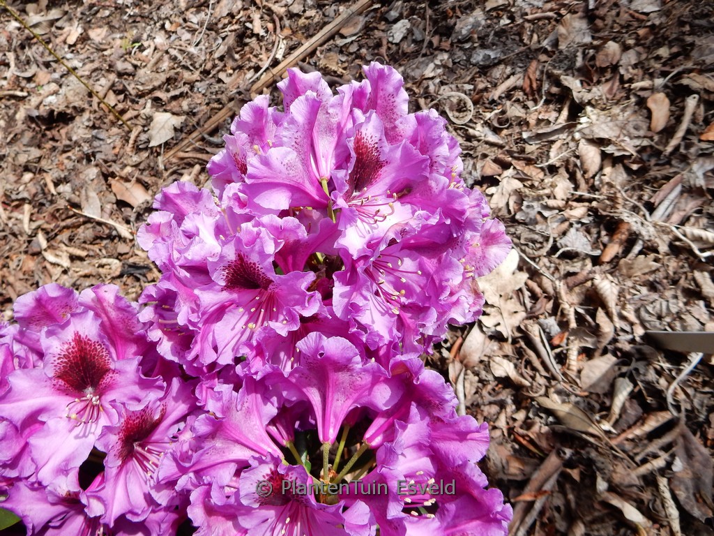 Rhododendron ‘Orakel’