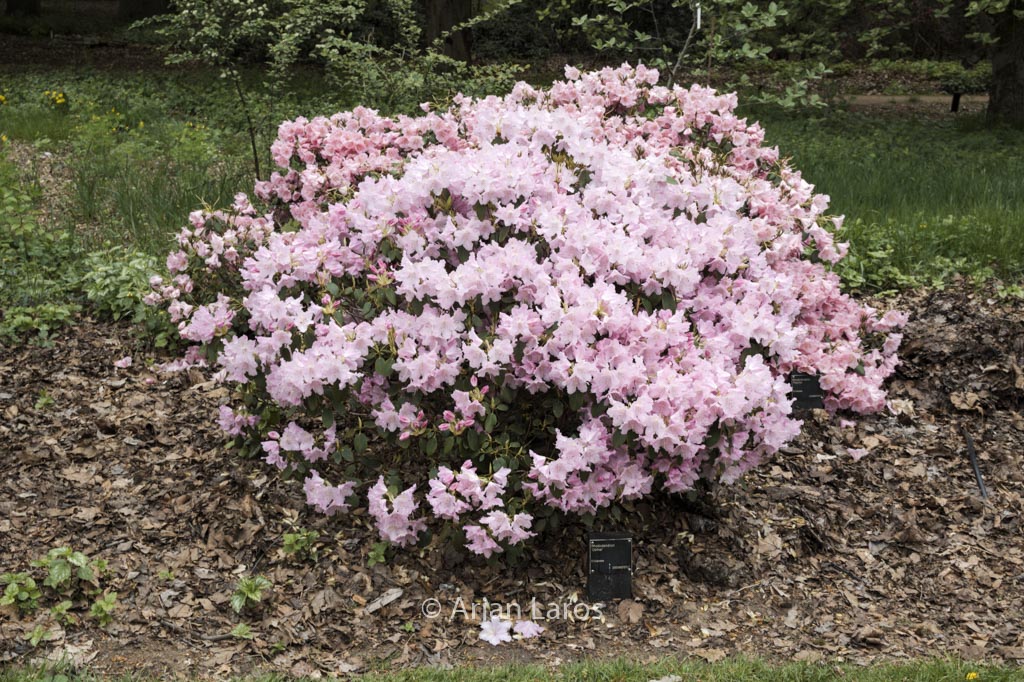 Rhododendron ‘Osmar’