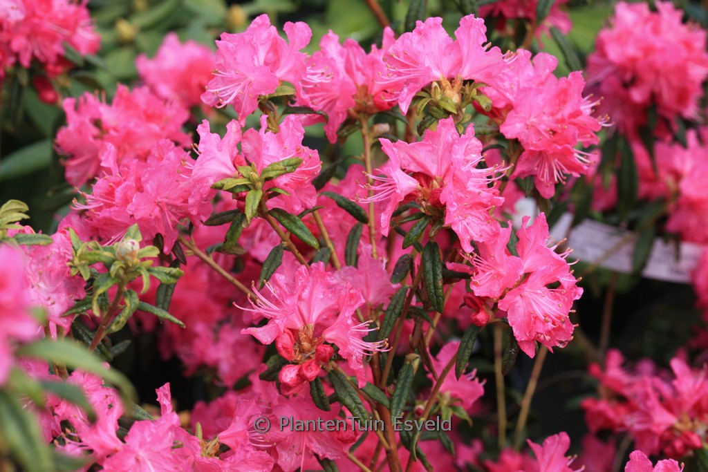 Rhododendron ‘Ostara’