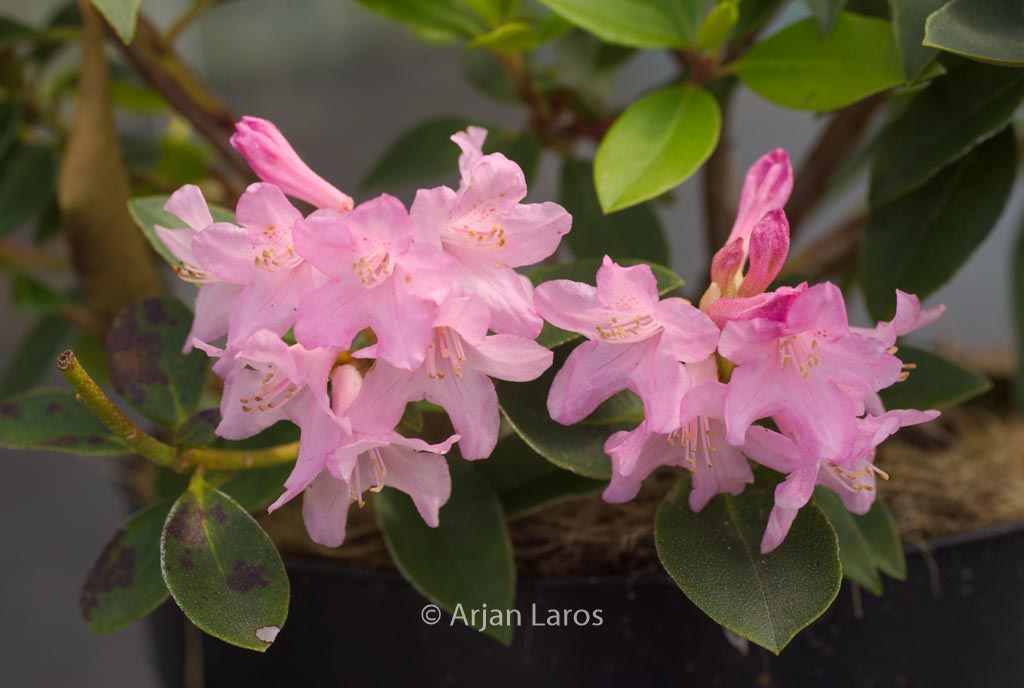 Rhododendron ‘Ovatum’